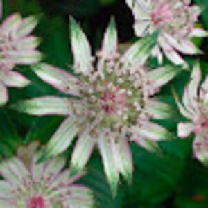 Meet your Posher, Claire